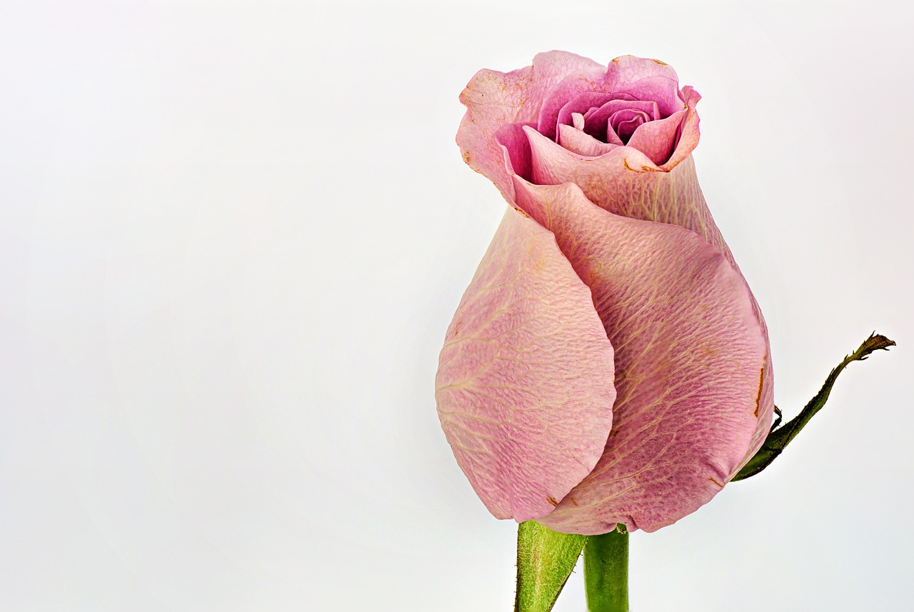 Bulgaria's Rose Festival - A Fragrant Tradition